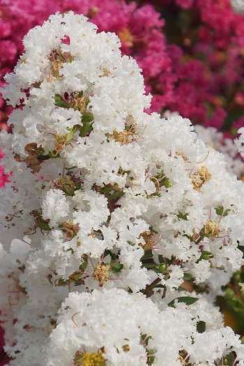 Лагерстремія індійська Віз Лав Вірджин|Lagerstroemia indica With Love Virgin|Лагерстремия индийская Виз Лав Вирджин 